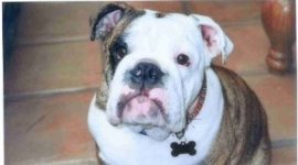 Samson at 6 months.jpg Samson at 6 months.jpg