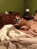 bacon bed.webp