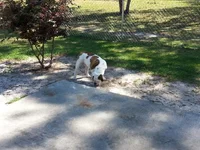 Ace 5 months....webp
