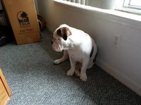 Ace 5 months.webp
