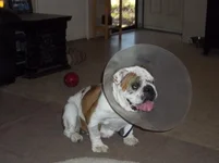 100_1109.webp