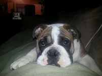 dozer.webp
