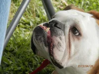 Gizmo look up.webp