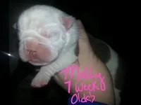 Molly 017.webp