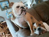 Hershey Gizmo Couch together.webp