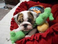 Nigel with toys.jpg Nigel with toys.jpg