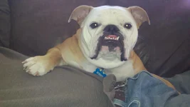 squish.webp