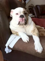Lounging PollyAnna.webp