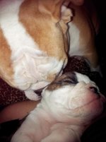 Lola and Lucy february 2013 039.jpg Lola and Lucy february 2013 039.jpg