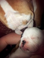Lola and Lucy february 2013 047.jpg Lola and Lucy february 2013 047.jpg
