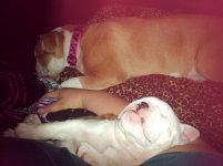 Lola and Lucy february 2013 050.jpg Lola and Lucy february 2013 050.jpg