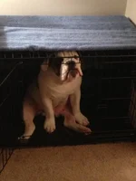 Ace in Gabe's crate .webp