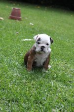 Boeboepuppy.jpg Boeboepuppy.jpg