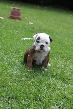 Boeboepuppy.webp