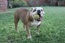 Boeboeball.jpg Boeboeball.jpg