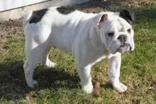 ImageUploadedByTapatalk1360806209.395565.webp