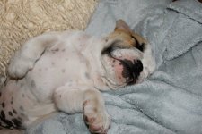 Benniepuppy.jpg Benniepuppy.jpg