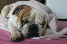 Benniesleeping.jpg Benniesleeping.jpg