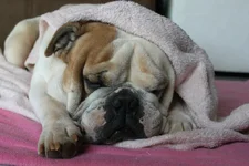 Benniesleeping.webp