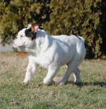 ImageUploadedByTapatalk1360806273.330600.webp
