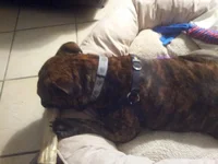 New bed_antler.webp New bed_antler.webp