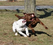 ImageUploadedByTapatalk1360806285.650609.webp
