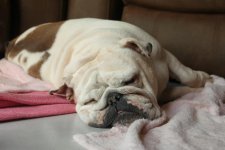 Joeysleeping.jpg Joeysleeping.jpg