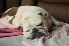 Joeysleeping.webp