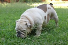 Joeycow.jpg Joeycow.jpg