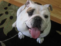 Foster Smile.webp