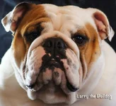 larry_face_tight.webp