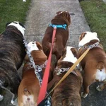 going for walk.webp