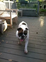 Stella 2.webp