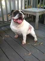 Stella.webp
