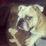 Lilly's stink eye.webp