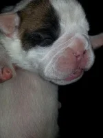 Molly 010.webp