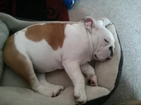 Tuckered out.webp