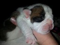 Molly 012.webp
