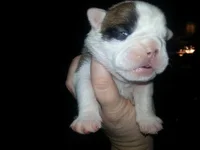 Molly 015.webp