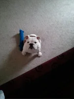 Its play time.webp