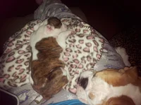 Lola and Lucy february 2013 077.webp