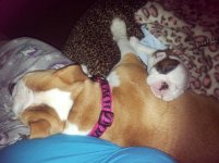 Lola and Lucy february 2013 084.jpg Lola and Lucy february 2013 084.jpg