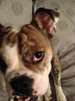 cherry eye 1.webp