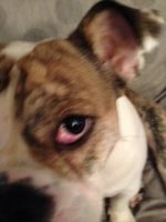 cherry eye 2.jpg