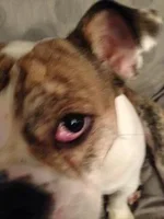 cherry eye 2.webp