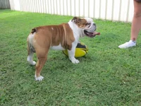 Football 004.webp