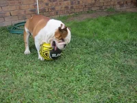 Football 005.webp