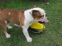 Football 006.webp