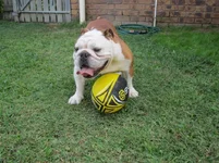 Football 007.webp