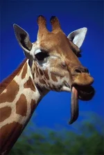 image.webp